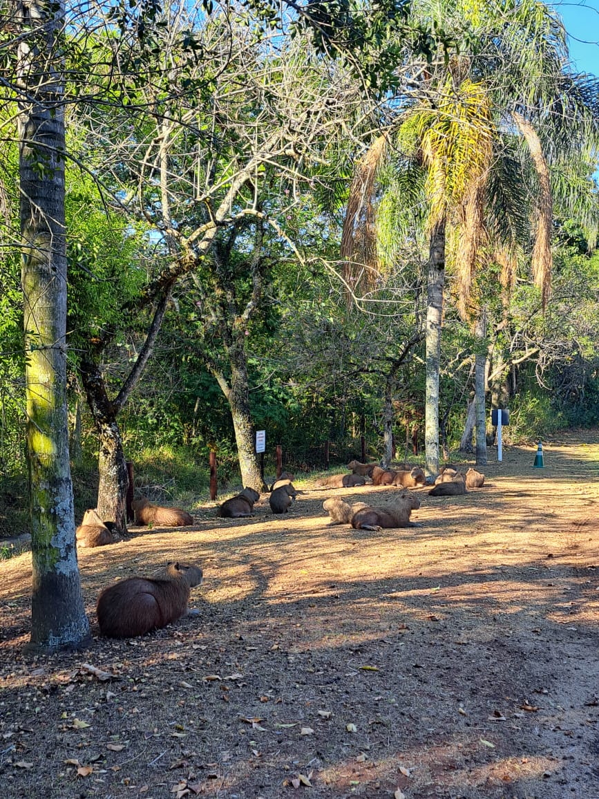 Casa para Alugar no Parque Itaipu — 5.000 m² — foto 11
