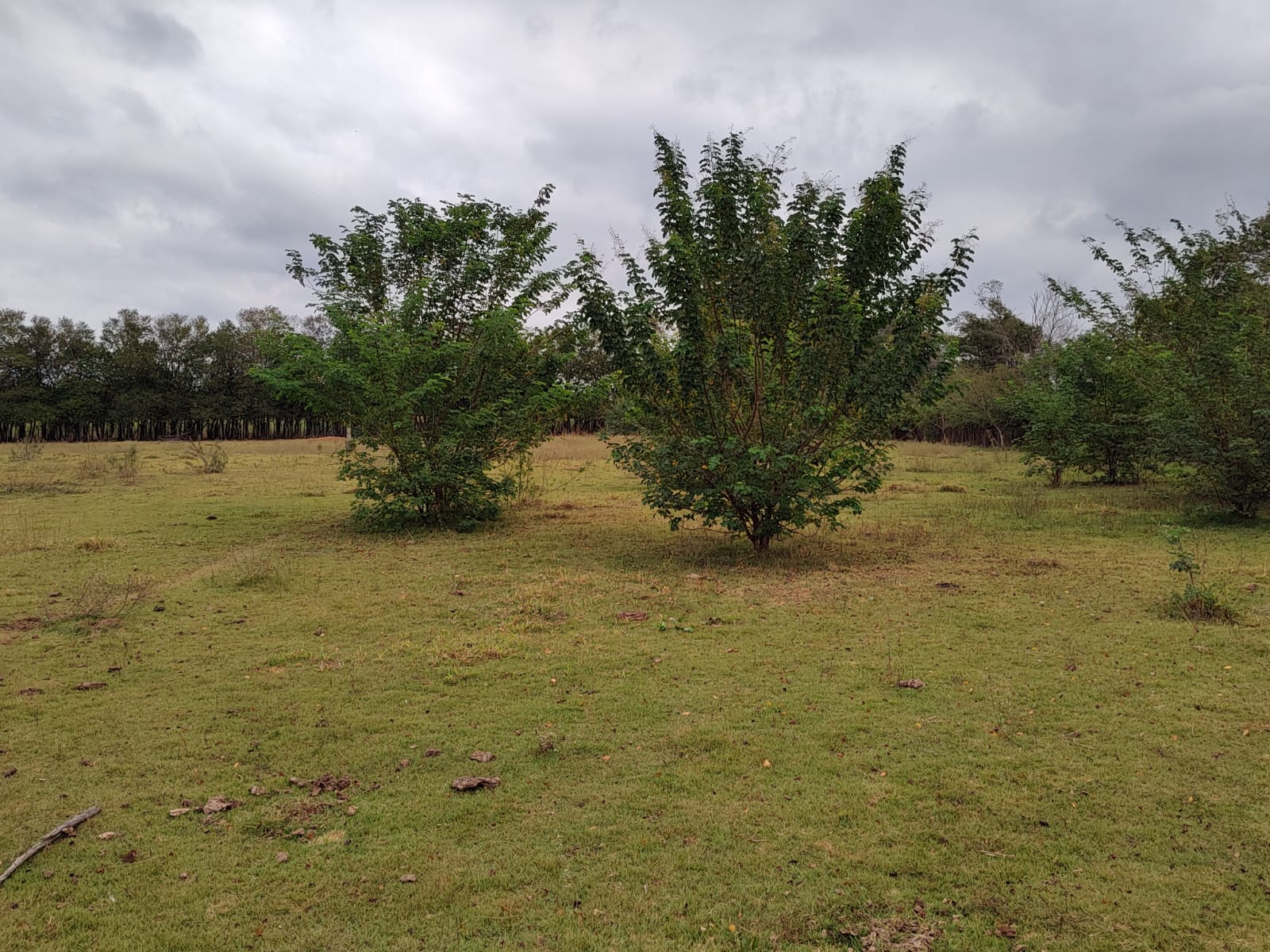 Chácara com Pasto e Suíte — 24.000 m² — foto 39