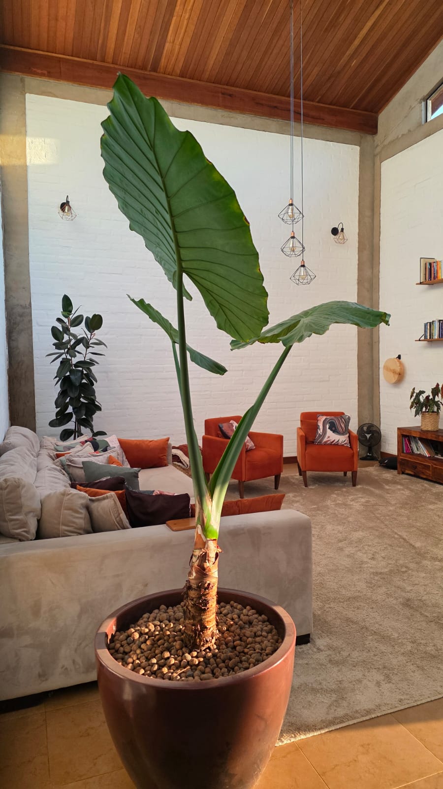 Chácara Completa com Suíte Externa — 5.520 m² — foto 23